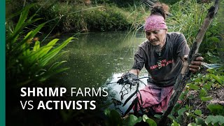 Java activists risk jail for exposing shrimp farm pollution crisis [upl. by Ynnej246]