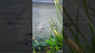 Harlequin Rasbora shorts [upl. by Aurilia426]