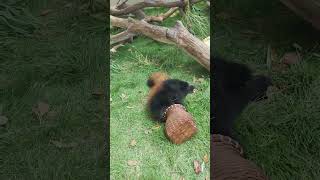 😂 redpanda pandamerah animals [upl. by Ralfston160]