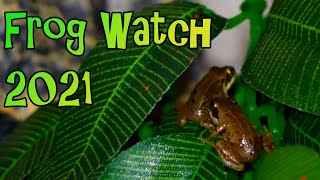 Froglet Feeding Time  Frog Watch 2021 [upl. by Eimirej]