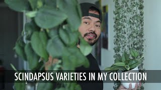 How to Care amp Propagate Scindapsus Varieties  Houseplant Care Tips [upl. by Pena853]