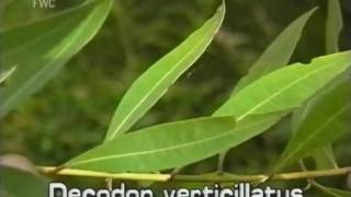 swamp loosestrife Decodon verticillatus [upl. by Vito]