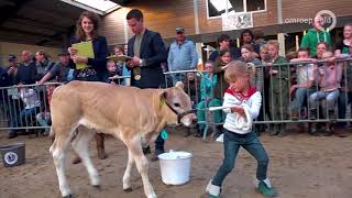 Bijzondere wedstrijd kinderen pronken met kalfjes [upl. by Pickering598]