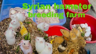 Hamster 🐹 farming in India  hamster breeding Progress [upl. by Caron]