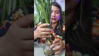 Aprende a poner frondosa tu sanseviera plantas jardin sansevieria flores [upl. by Frederique]