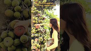 fig fruit an ancient tree a new treasureshort [upl. by Anoed]