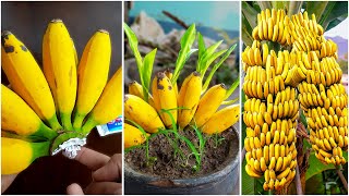 Growing Banana tree from Banana bunch for beginners  How to grow Banana tree Plant using Aloe vera [upl. by Tormoria]