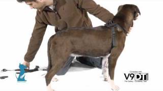 Installing the Bergan Pet Safety Harness [upl. by Ajar476]