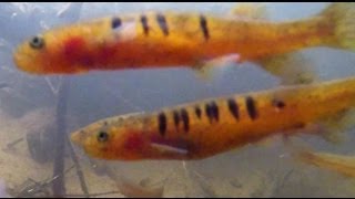 Native Fish Barred Galaxias Galaxias fuscus in the Goulburn River catchment [upl. by Sew]