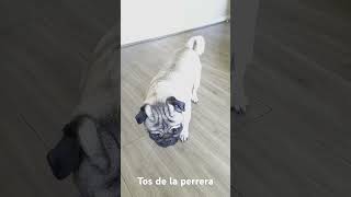 Pug con Tos de la perrera [upl. by Barnabas]