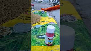 Wheat Seed Treatment With Bayer HombreRiceZone village agriculture farming farmer viral [upl. by Thordia]