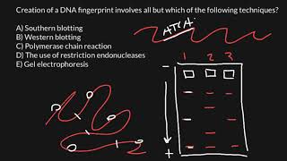 DNA fingerprinting explained [upl. by Perlman882]