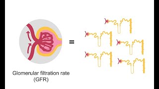 Estimating glomerular filtration rate GFR [upl. by Balthasar509]