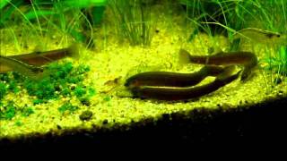 Pangio oblongaJava Loach Black kuhli feeding time [upl. by Bergmans599]