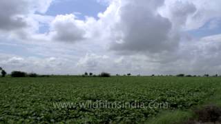 Sonkhaliya green fields and wide sky Timelapse [upl. by Tana]