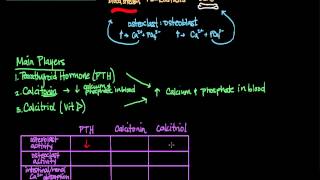 Skeletal Endocrine Control [upl. by Nytnerb]