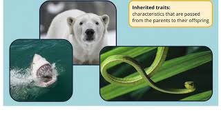 Animal Traits Inherited and Acquired [upl. by Ellekram]