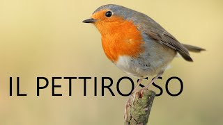 Il Pettirosso Erithacus rubecula [upl. by Aillimat893]