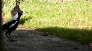 Young Tasmanian Magpie Calling For Food [upl. by Leanahtan288]