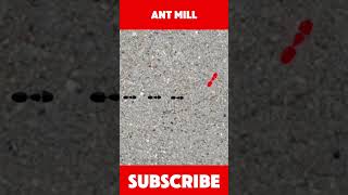 Ant mill shorts facts [upl. by Htebasil331]