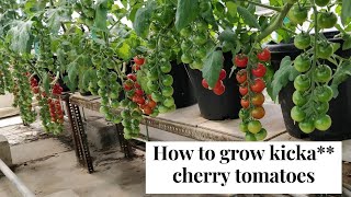 100 Results  How to grow Cherry tomatoes with Hydroponics successfully  A Guide for Best Results [upl. by Paulsen]