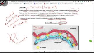 101 Chiasmata amp Crossing Over [upl. by Hgielrak]