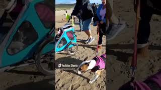 English Bull Terriers on the beach Perranporth Cornwall England [upl. by Aerdnahs]