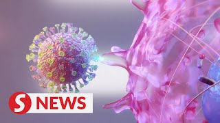 Explainer How the coronavirus SARSCoV2 infects human cells [upl. by Edie389]