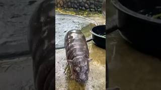 Moo Deng HippoThe Most Adorable Pygmy Hippo moo deng animals short thailand hippo [upl. by Eedrahs]