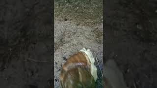 Tuluyan Ng ngtago Ang snail🐌🤣🌈🌈 short [upl. by Halyak870]