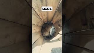 Hyrax calling mama trending mama wildlife groundhog capybara hyrax wawa [upl. by Oneill]