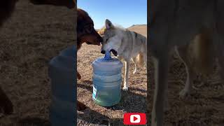 Tibetan Mastiffs and Wolves 2021 Video 2 [upl. by Armahs]