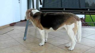 beagle epilepsy  Lafora disease 22042011 [upl. by Eltsyrhc]