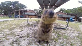 World Happiest Animal Quokka on Rottnest Island Perth [upl. by Watters]