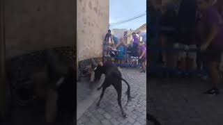 ¿Que pretendía 🤦🏻🤦🏻 cogida toros fiestas [upl. by Sonitnatsok470]