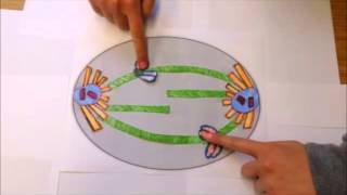 Kinetochore Structure and Function [upl. by Eladal]