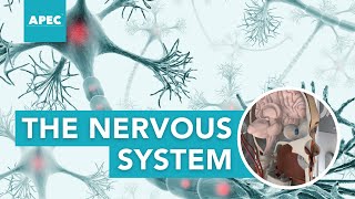 THE NERVOUS SYSTEM ALL OR NONE LAW amp HENNEMANS SIZE PRINCIPLE  APEC Courses [upl. by Analla248]