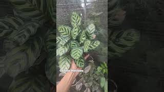 CALATHEA MAKOYANA calatheamakoyana jualbelitanamanhias tanamanmurah tanamanhiasmurahmeriah [upl. by Zantos410]