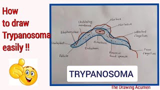 How to draw Trypanosoma diagramTrypanosoma ko easily kaise draw kare step by step for beginners [upl. by Einnol]