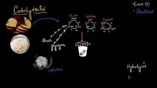 Introduction to biomolecules  Biomolecules  Biology  Khan Academy [upl. by Adnohryt889]