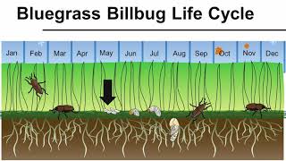 Bluegrass Billbug Life Cycle [upl. by Beker]