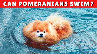 Can Pomeranians Swim 🌊 If Yes How Can You TEACH Them [upl. by Acimehs]