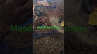 Mandibular abscesses edema swelling cow pain [upl. by Nue]