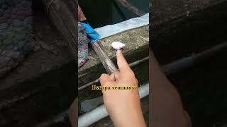 Siputbekicot rainbow siput shortvideo shortsviral [upl. by Rothberg1]