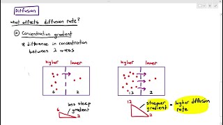 46 Factors Affecting Diffusion Rate Cambridge AS amp A Level Biology 9700 [upl. by Chatterjee]