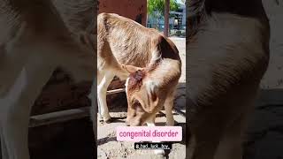 Congenital Disorder viralvideo cow animalhealth subscribe vet shortvideo [upl. by Edva]