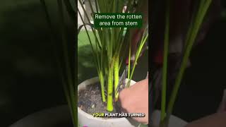 areca palm carearecapalmcare youtubeshorts viralvideo trending nature [upl. by Tjader]