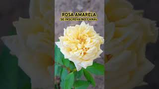 ROSA AMARELA  POR UM OUTRO ÂNGULO [upl. by Sidonie]