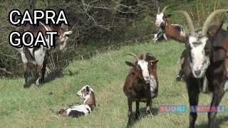 Il Verso della CAPRA  suoni Animali  che verso fa la capra [upl. by Onifur531]