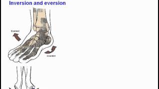 04Anatomical Terms3Terms of Movements Anatomy Intro Dr Ahmed Kamal [upl. by Rednael]